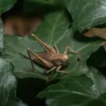 Er det sikkert at bruge en voltmeter?